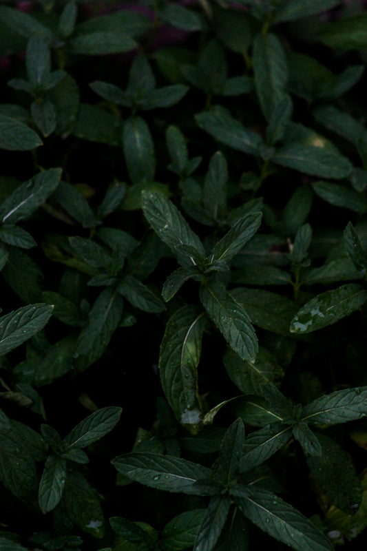 Why Peppermint Essential Oil is a Must-Have for Healthy Hair
